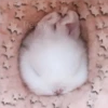 Animalitos para la noche 🌚🌙 7