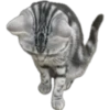 Silver tigrer 🐱 12