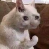 Cats [01] 12