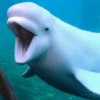 Морские животные 🐳 9