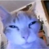 Cats [05] 11