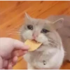 Cats [02] 9