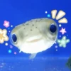 Морские животные 🐳 10