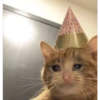 Cats [01] 13