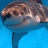 Морские животные 🐳 11