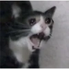 Cats [02] 11
