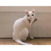 Cats [02] 12