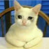 Cats [02] 13