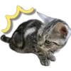 Silver tigrer 🐱 15