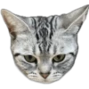 Silver tigrer 🐱 16