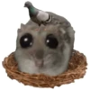 Rata triste Hámster Memes 🐭🐹 6
