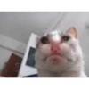 Cats [01] 16