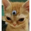 Cats [05] 12