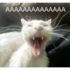 Cats [05] 13