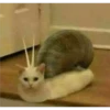 Cats [02] 15