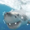 Морские животные 🐳 13