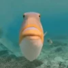 Морские животные 🐳 14