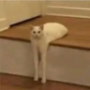 Cats [02] 16