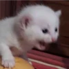 Cats [02] 17