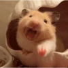 🐹 HAMSTERS MOODCITOS 🐹 7