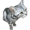 Silver tigrer 🐱 19