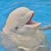 Морские животные 🐳 17