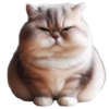 Gatitos gorditos💞1🇵🇪Clásica 13