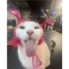 Cats [05] 14