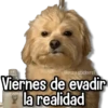Memes Pal Grupo 2🗣️ 12
