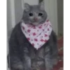 Cats [02] 21