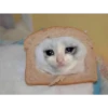 Cats [02] 22
