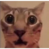 Cats [05] 15