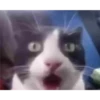 Cats [05] 16