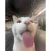 Cats [05] 17