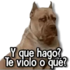 Memes Pal Grupo 2🗣️ 13