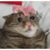 Cats [02] 23