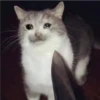 Cats [01] 22