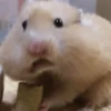 🐹 HAMSTERS MOODCITOS 🐹 9