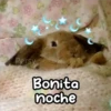 Animalitos para la noche 🌚🌙 15