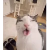 Cats [05] 19
