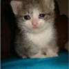 Cats [02] 24