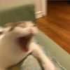 Cats [05] 20