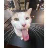 Cats [05] 21