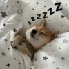Animalitos para la noche 🌚🌙 21