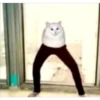 Cats [05] 23