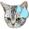 Silver tigrer 🐱 23