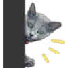 Silver tigrer 🐱 24