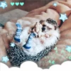 Animalitos para la noche 🌚🌙 23