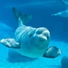 Морские животные 🐳 20