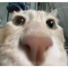 Cats [05] 24